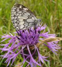 Marbled white on thistle